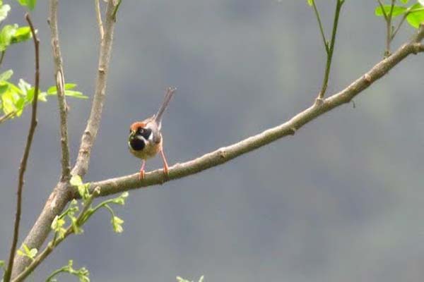 A Bird in Rishyap